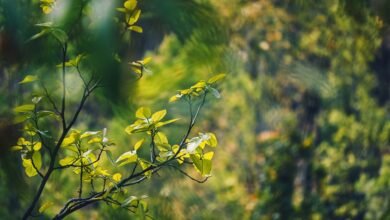 energy stocks expected rise