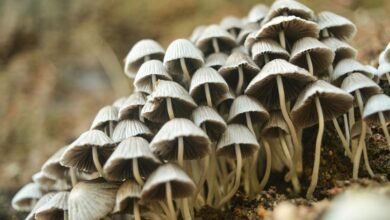 small cap stock investment strategies