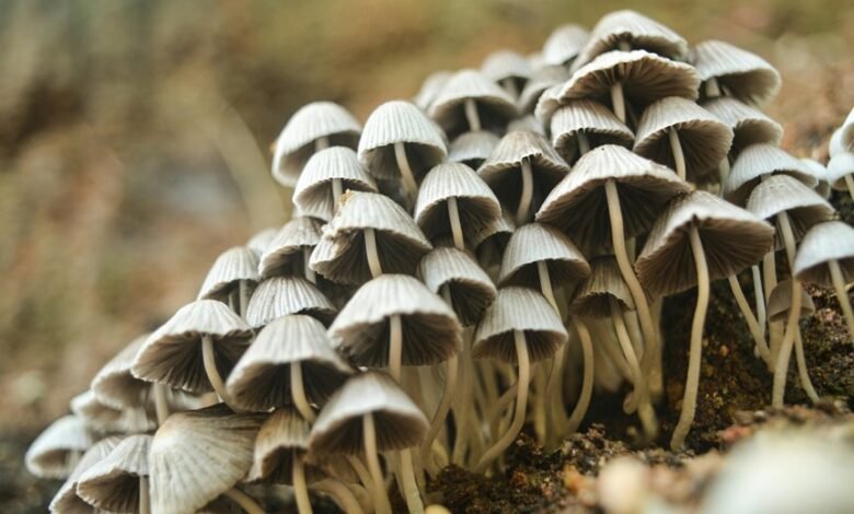 small cap stock investment strategies